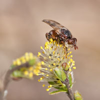 Myopa buccata